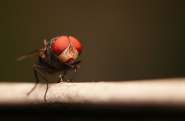 Sticker - Flies with red eyes