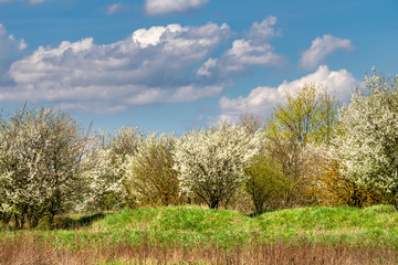 Wall Mural - Spring landscape with flowering bushes