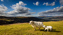 Brecon Beacons Sheep And Lamb Close Up At The Welsh Countryside In Wales