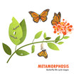 butterfly life cycle metamorphosis