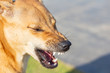 Close-up Dog Angry, Aggressive