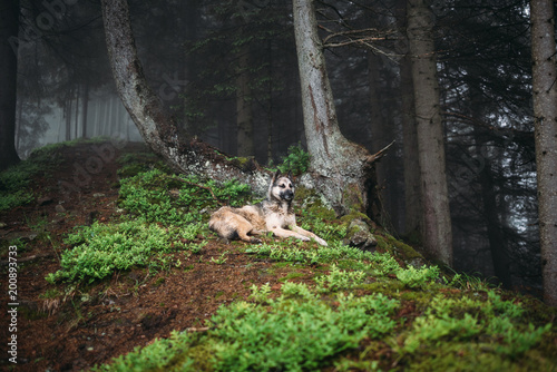 Pinturas sobre lienzo Dog in a mystical forest. Dog walking outdoors in a forest.