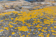 Colorful, yellow lichen on a rock at the Coast of Sweden