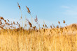 Beautiful, sunny field of grass near coast with blue sky in Sweden, Scandinavia 