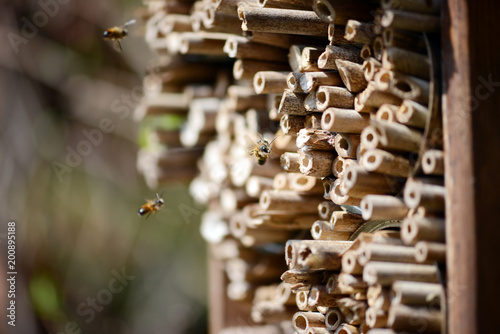 Cuadros en Lienzo wild bee flying in front of insect shelter.