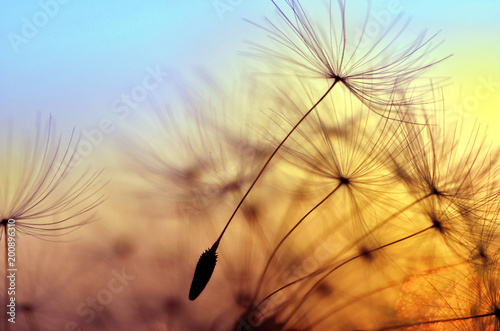 Spring dandelion in the light of setting sun, zen background Fototapeta