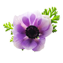 Blue Anemone On A White Background