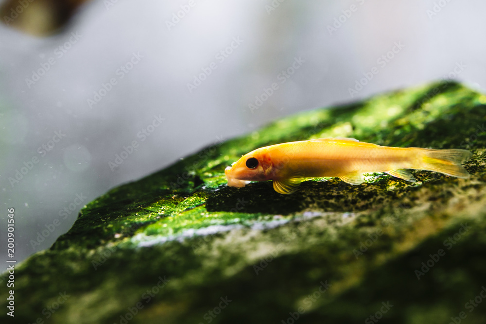 bottom dwelling freshwater fish site net Freshwater Tank Good Bottom Feeder Fish Bottom Dwelling Fish Freshwater  Bottom Feeder Fish Tank Top Best