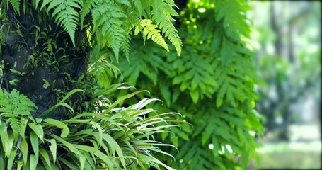 Wall Mural - The Nature fresh tropical green leaf in the garden ,4K Dci resolution