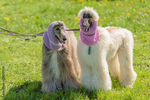 Long Haired Poodle In The Park Buy This Stock Photo And Explore