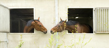 Two Brown Horses Look Out Through Stable Window And Show Affection