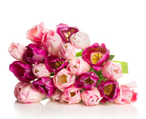 Poster - Bouquet of pink tulips isolated on white