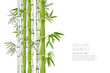 Vector bamboo plant isolated. Realistic and sketch illustration. Design for asian spa and massage, cosmetics package.