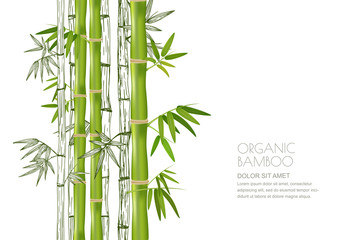  Vector bamboo plant isolated. Realistic and sketch illustration. Design for asian spa and massage, cosmetics package.