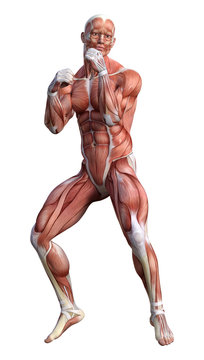 3D Rendering Male Anatomy Figure on White