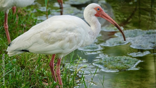 ibis, vögel am wasser - buy this stock photo and explore similar