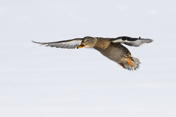 Wall Mural - Mallard duck in winter