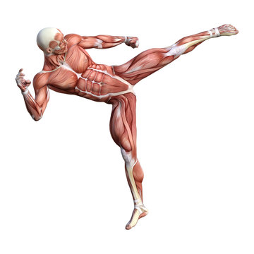 3D Rendering Male Anatomy Figure on White