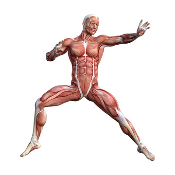 3D Rendering Male Anatomy Figure on White