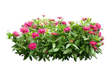 Flower Bush Tree Isolated With Clipping Path
