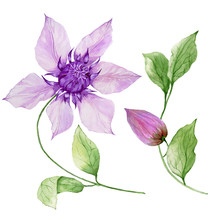 Beautiful Purple Clematis On A Stem. Floral Set (flower, Leaves On Climbing Twig, Boll). Isolated On White Background. Watercolor Painting.