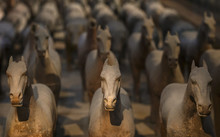 Terracotta Horses Of Xian, China