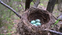 Nest Of Blackbird With Eggs - (4K)