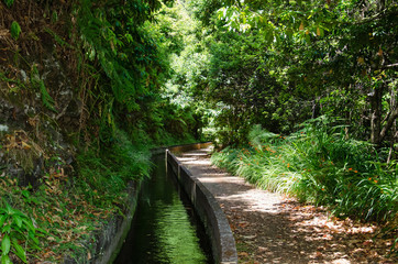 Water channel and footpath in Madeira jungle