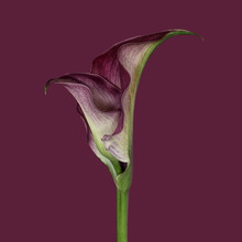 Purple Calla Lily On Purple