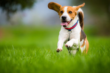 Beagle Dog Running Through Green Field