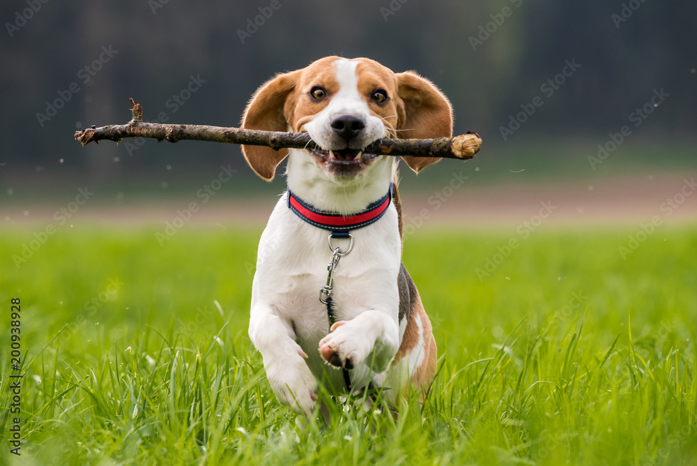 Beagle dog in a field runs with a stick towards camera. Animal background - obrazy, fototapety, plakaty 
