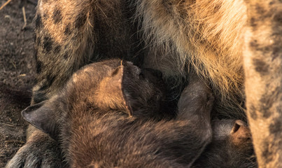 Wall Mural - Feeding Hyena Pup