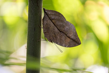 Mimicry Butterfly Kallima Paralekta