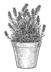 Wall Mural - Lavender in pot illustration, drawing, engraving, ink, line art, vector
