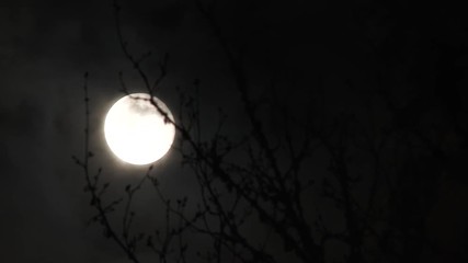 Wall Mural - dark clouds passing glowing full blue moon at night with creepy old wicked branches in the foregroun