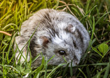 chomik