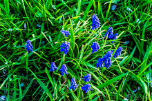 Little Blue Flowers In Spring Time