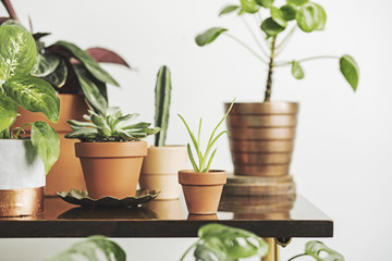 Wall Mural - Close up of stylish interior with a lot of plants in differents design pots. 