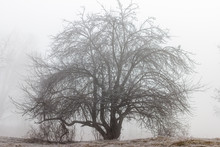 A Lone Tree On A Foggy Morning.