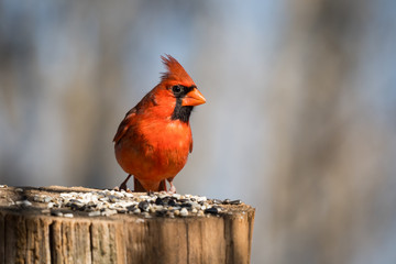 Northern Cardinal bird eating seeds