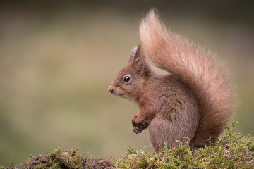 Poster - A red squirrel profile portrait in a typical pose sitting with bushy tail showing and paws together