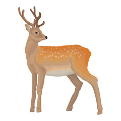  Deer wild northern forest animal vector Illustration on a white background
