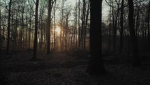 Sunrise Through A Dark And Misty Forest.