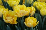 Fototapeta Tulipany - żółte oryginalne tulipany