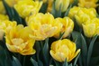 fragment z oryginalnymi żółtymi tulipanami