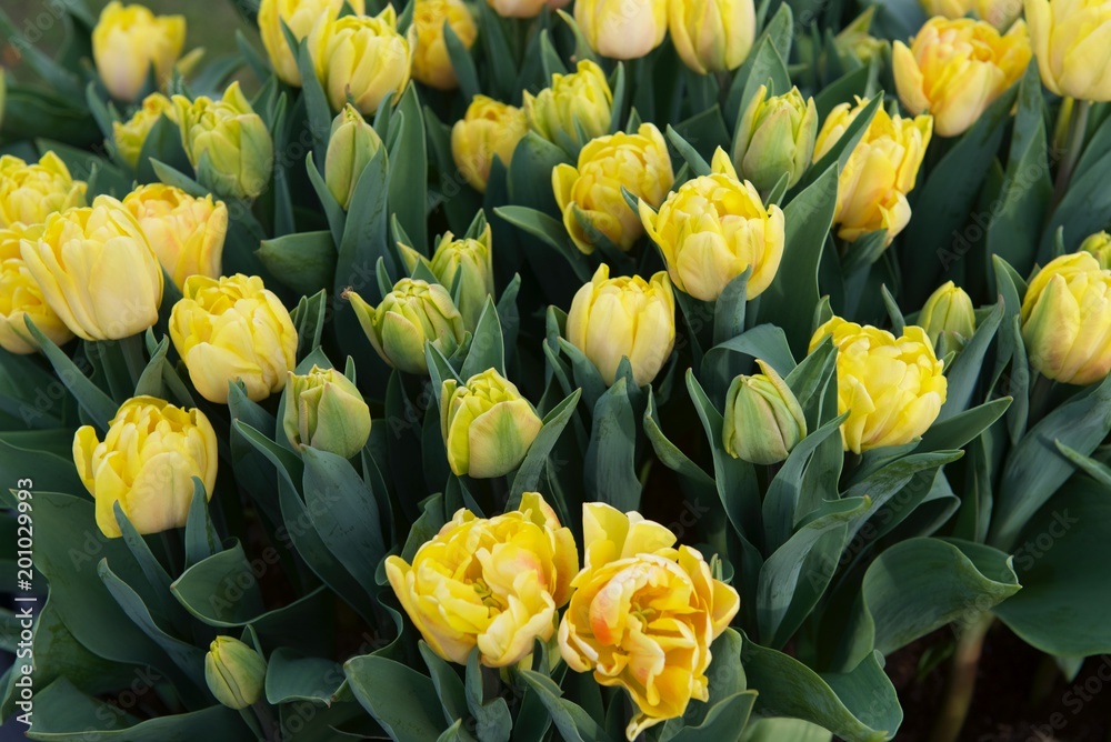 żółte tulipany  - obrazy, fototapety, plakaty 
