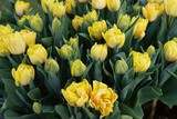 Fototapeta Tulipany - żółte tulipany 