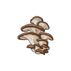 Wall Mural - Oyster mushrooms icon. Hand drawn edible fungus. Sketch style natural organic vitamin food. Healthy vegetarian gourmet ingredient. Vector isolated illustration