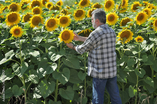 Zdjęcie XXL Rolnik lub agronom egzamininuje słonecznikowej rośliny w polu