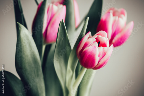Zdjęcie XXL Prosty bukiet tulipany przeciw neutralnemu tłu